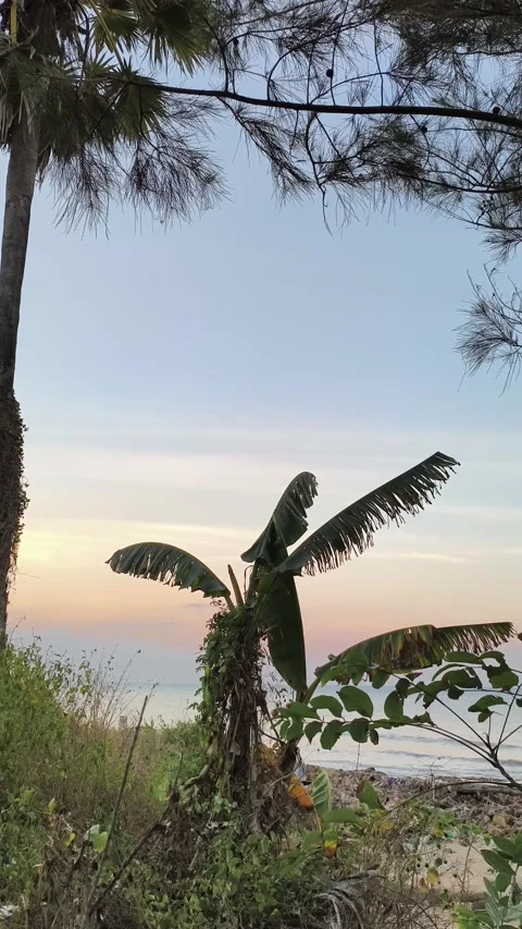 Tropical Beach Sunset with Palm Trees Vertical View Video stock 340489795