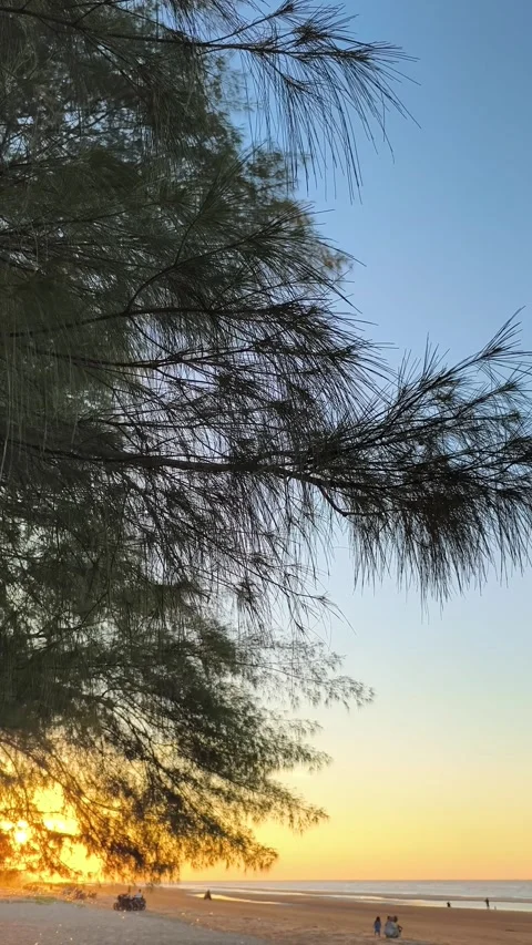 Tropical Beach Sunset Viewed Through Pine Tree Branches Stock Footage 340382278