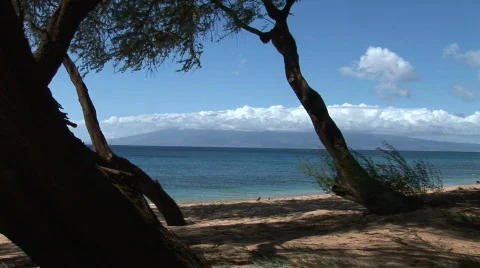 Tropical Beach through trees 動画素材 341513