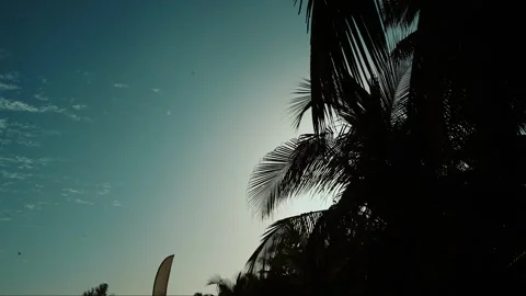 Tropical beach timelapse with palm trees in silhouette and clouds moving Stock Footage 309913659