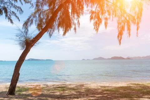 Tropical beach with tree and sunlight. Holiday and Relax concept. Lifestyle.. Stock Photos