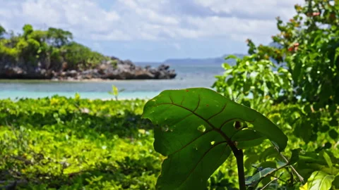 Tropical beach with a very close focus on a plant in the foreground Stock Footage 265913699
