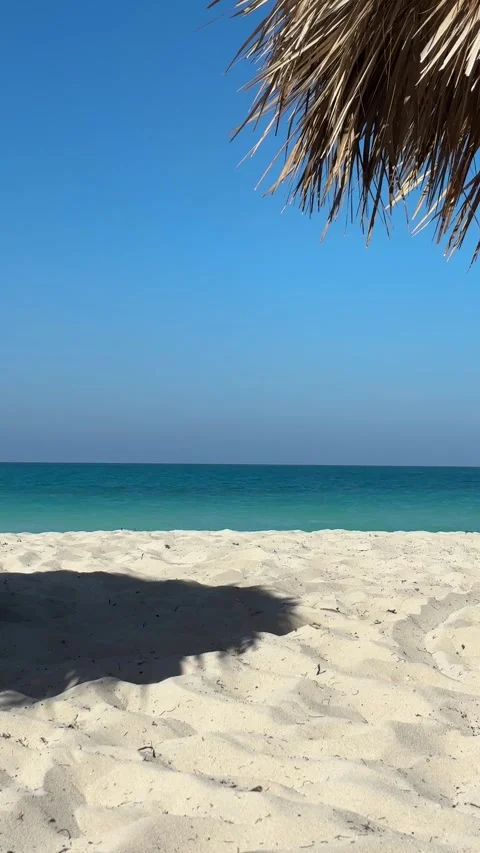 Tropical Beach View Under Palm Fronds Stock Footage 312688800