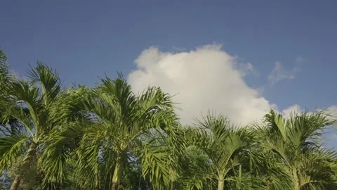 Tropical beach with young palm trees float white clouds across the blue sky Stock Footage 233201725