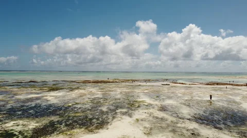 Tropical Beach Zanzibar Stock Footage 334223949