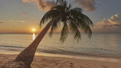 A tropical beachside coconut palm tree silhouetted at sunset Stock Footage 144983127