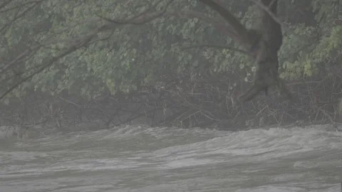 Tropical Beachside with Dense Mangrove Forest Along the Shore S-Log3 Stock Footage 313092849