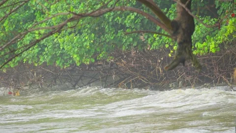 Tropical Beachside with Dense Mangrove Forest Along the Shore Video stock 313092885