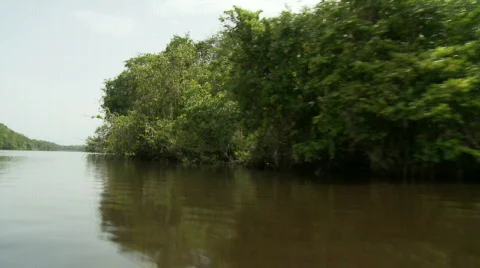 Tropical Berbice River in Guyana 02 Stock Footage