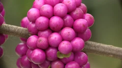 Tropical Berries - CU Stock-Footage 18008017
