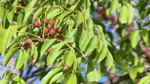 Tropical Berries in Florida Видео 18068508