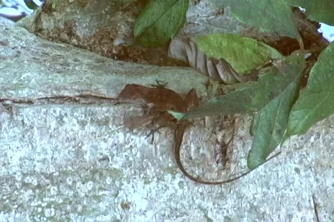 A tropical big lizard - Pest Stock Footage 708489