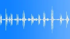 Tropical bird 08 Sound Effect