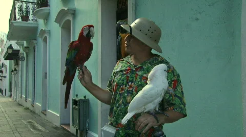 Tropical Bird Act Stock Footage 622248