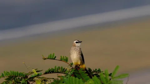 Tropical bird on a branch Stock Footage 243787259