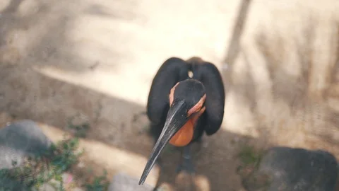 A tropical bird close up Stock Footage 129054461