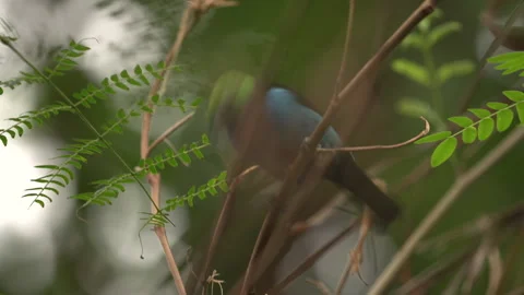 Tropical Bird with depth of field Stock Footage 165303014