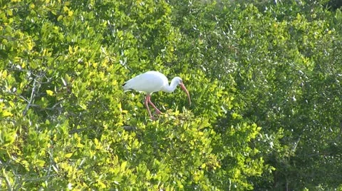 Tropical Bird in Foliage. Video stock 18007753