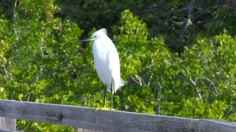 Tropical Bird in Foliage Stock-Footage 18062889