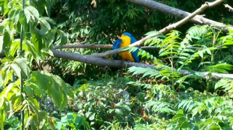 Tropical Bird Stock Footage 506941