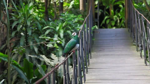 Tropical Bird Stock Footage 979058