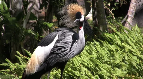 Tropical bird  Stock Footage 984513