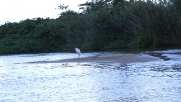Tropical Bird Video stock 85672123