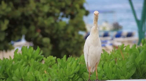 Tropical bird on hedge 動画素材 59835456