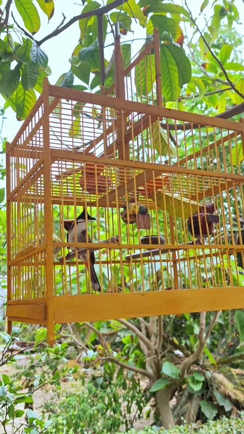 A tropical bird inside a cage hanging in garden in Vietnam.  Tropical garden. Видео 337622696