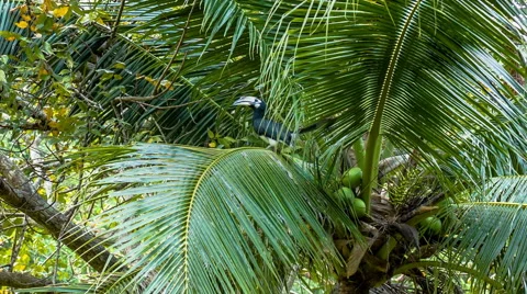 Tropical bird on palm tree Stock Footage 59681758