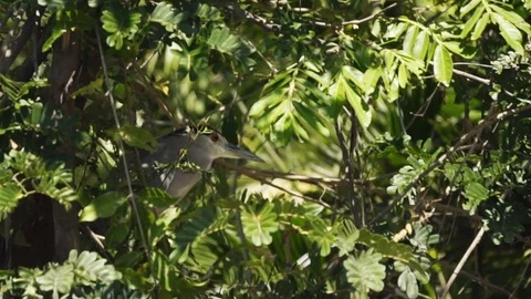 Tropical bird perched in tree quietly having a rest Видео 103345809