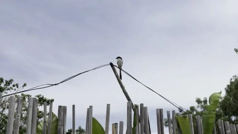 Tropical Bird Perched on Utility Wire Above Wooden Fence Under Cloudy Sky 4K 库存影片 336482617