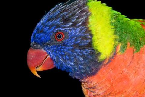 Tropical bird Stock Photos
