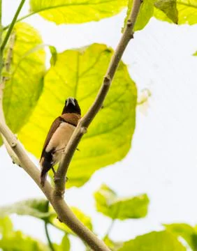 Tropical bird Stock Photos