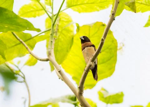 Tropical bird 写真素材