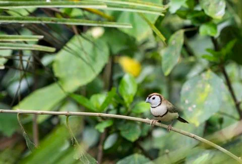 Tropical bird Stock Photos