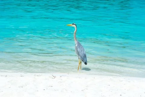 Tropical bird Stock Photos
