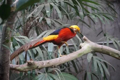 Tropical bird Stock Photos
