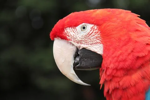 Tropical Bird. Foto stock