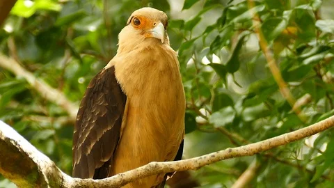 Tropical bird of prey standing in a tree with leaves blown by wind Stock-Footage 123612746