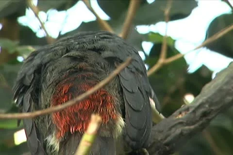 Tropical Bird Scratching Its Beak on a Branch Stock Footage 10704523
