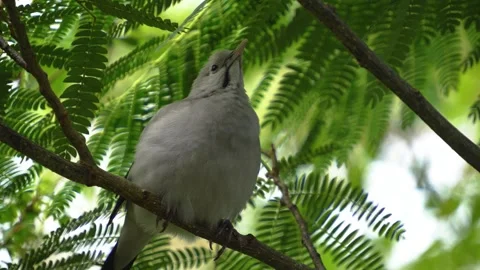 Tropical bird screaming  Stock Footage 268747176