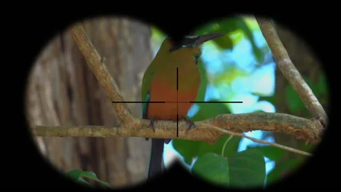 Tropical Bird Seen through Binoculars. Bird Watching at Wildlife Safari Stock Footage 210538583
