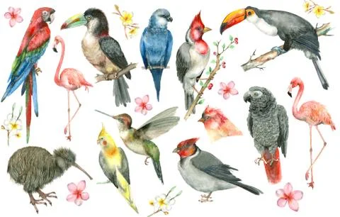 Tropical bird set Stock Illustration