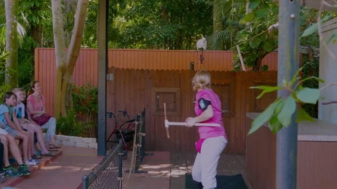 Tropical bird show Stock Footage 90016853