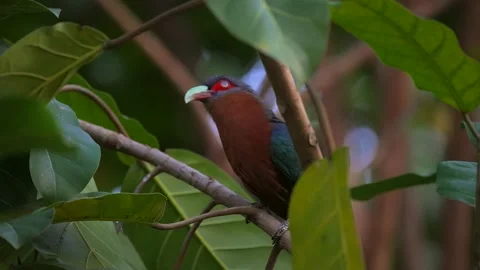 Tropical bird sideview in rain forest Stock Footage 151366072