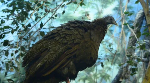 Tropical bird sitting on tree Stock Footage 58860650