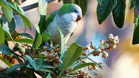 Tropical Bird in Tree Stock Footage 323143272