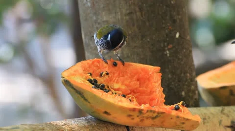 Tropical birds and fruit Stock Footage 22643500