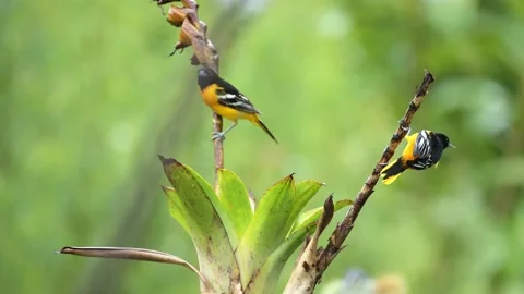 Tropical birds Stock Footage 229519307